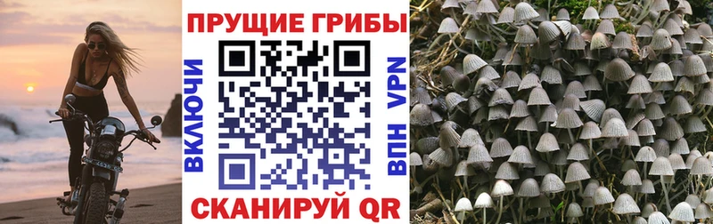 Псилоцибиновые грибы MAGIC MUSHROOMS  hydra ССЫЛКА  Кизел 